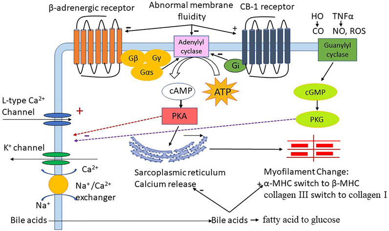 Pathogenic Mechanisms Underlying Cirrhotic Cardiomyopathy